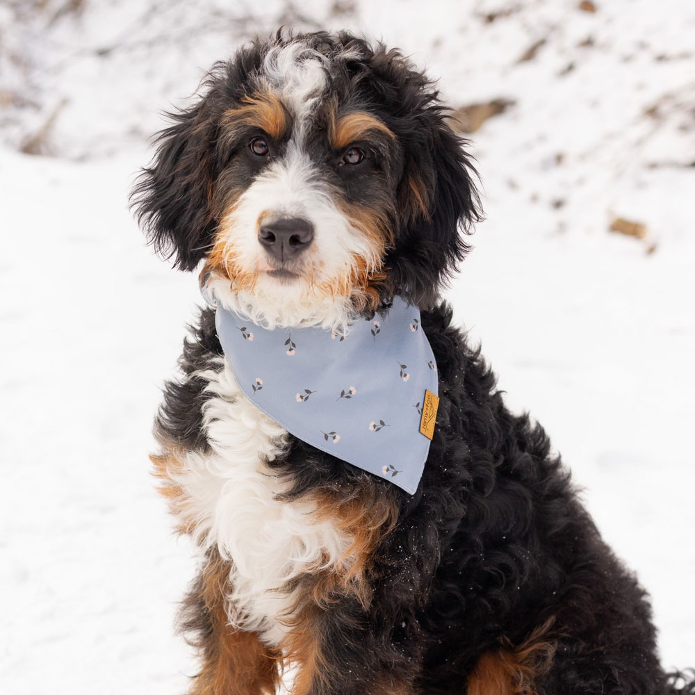 Resized_Messenger_creation_251D6D78-D590-4EFF-93EA-21D4A180892A
