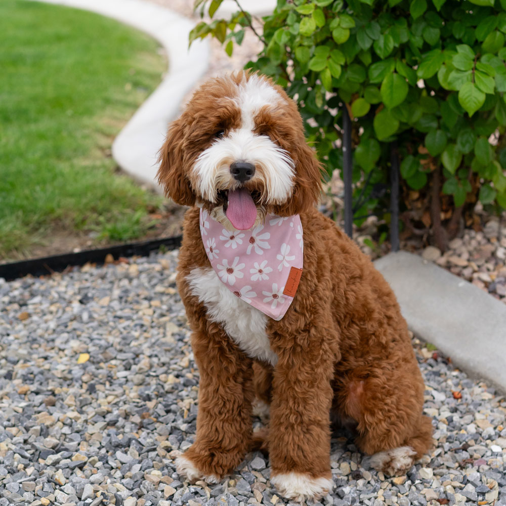 Rosie