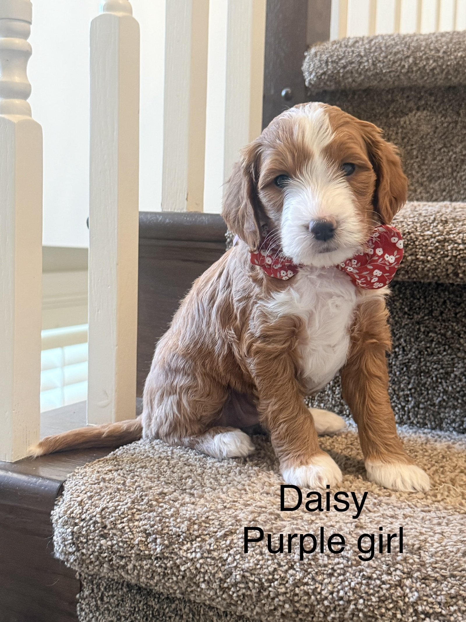 Daisy
