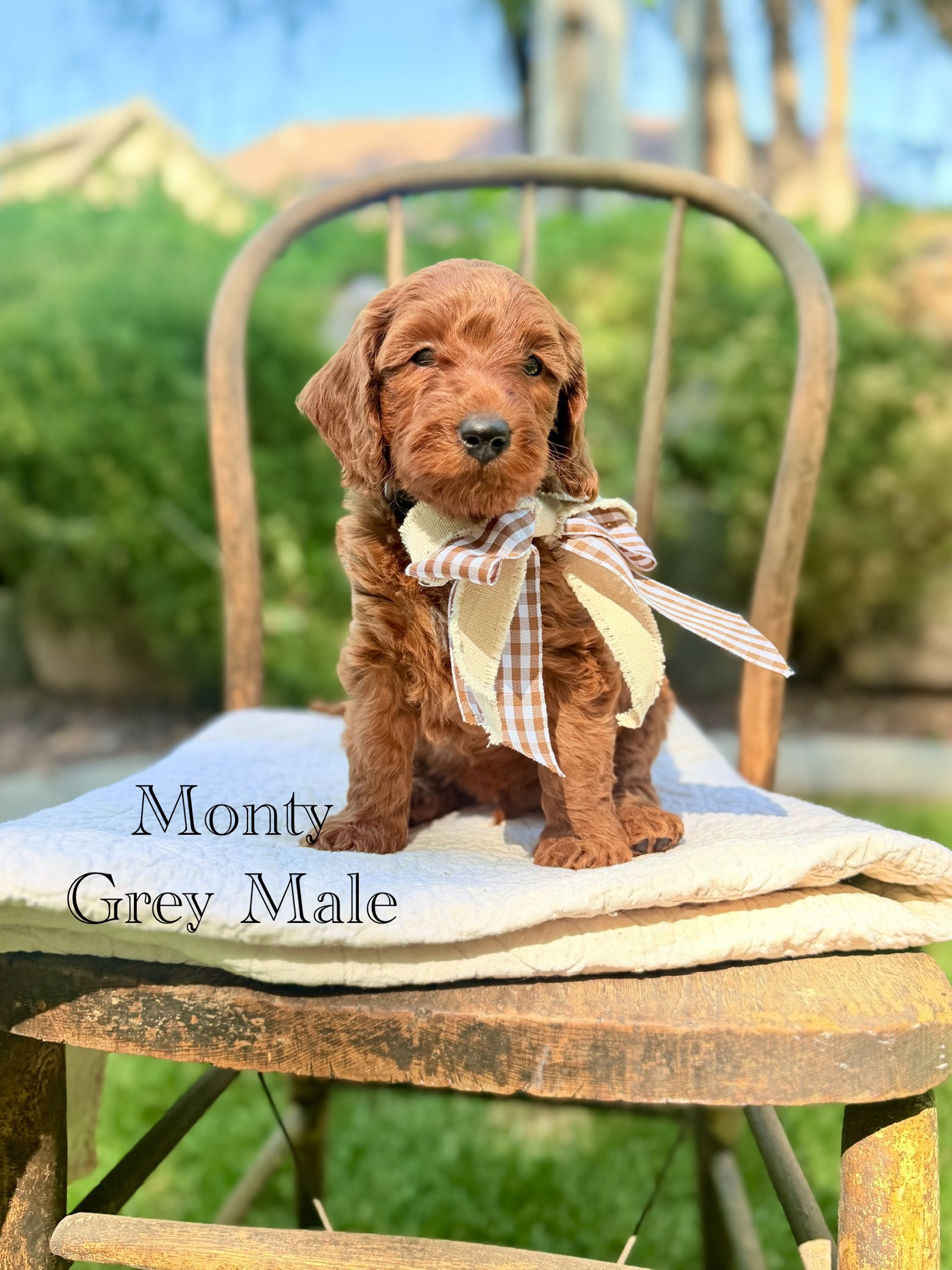 Monty