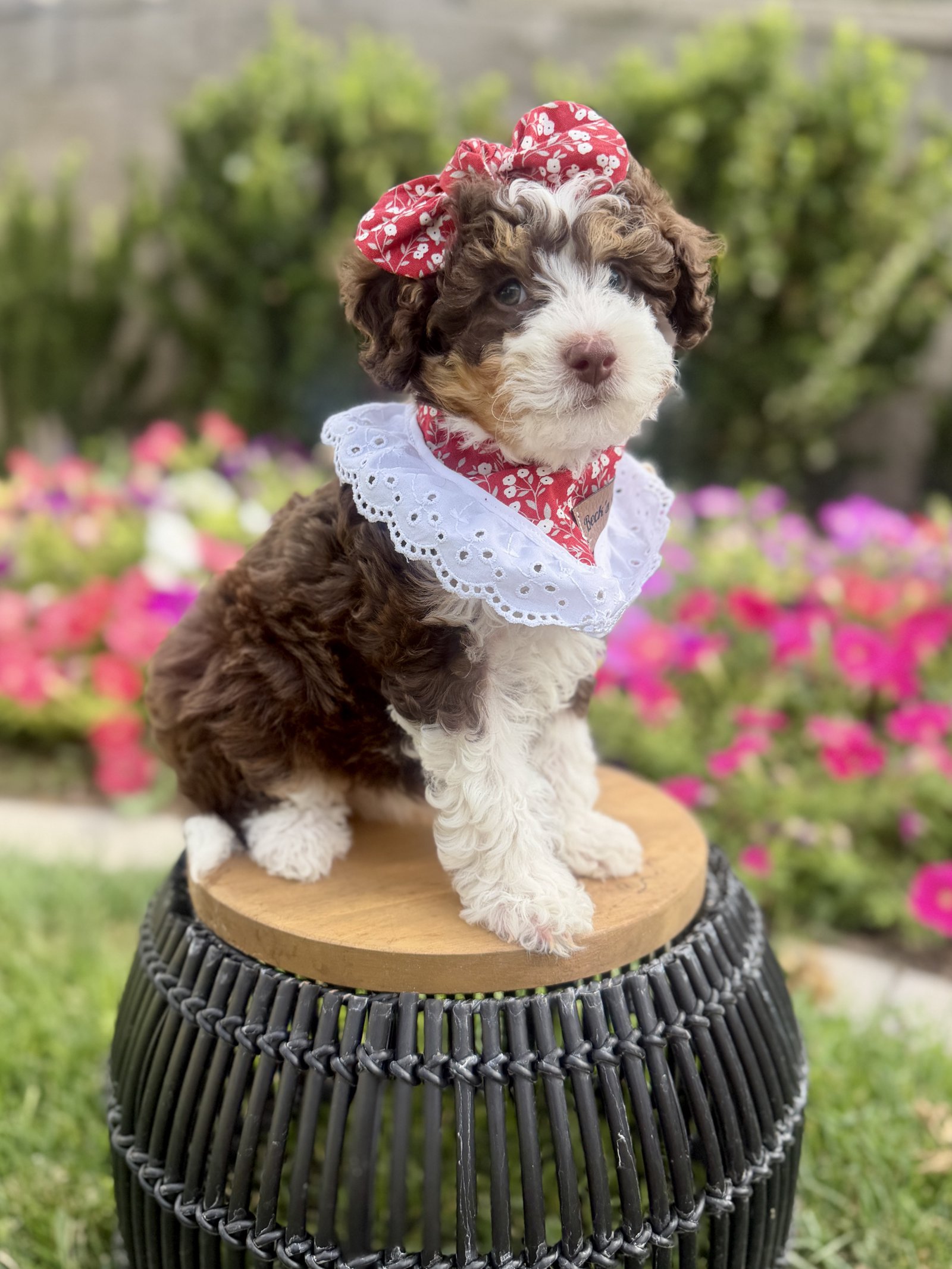 Annie