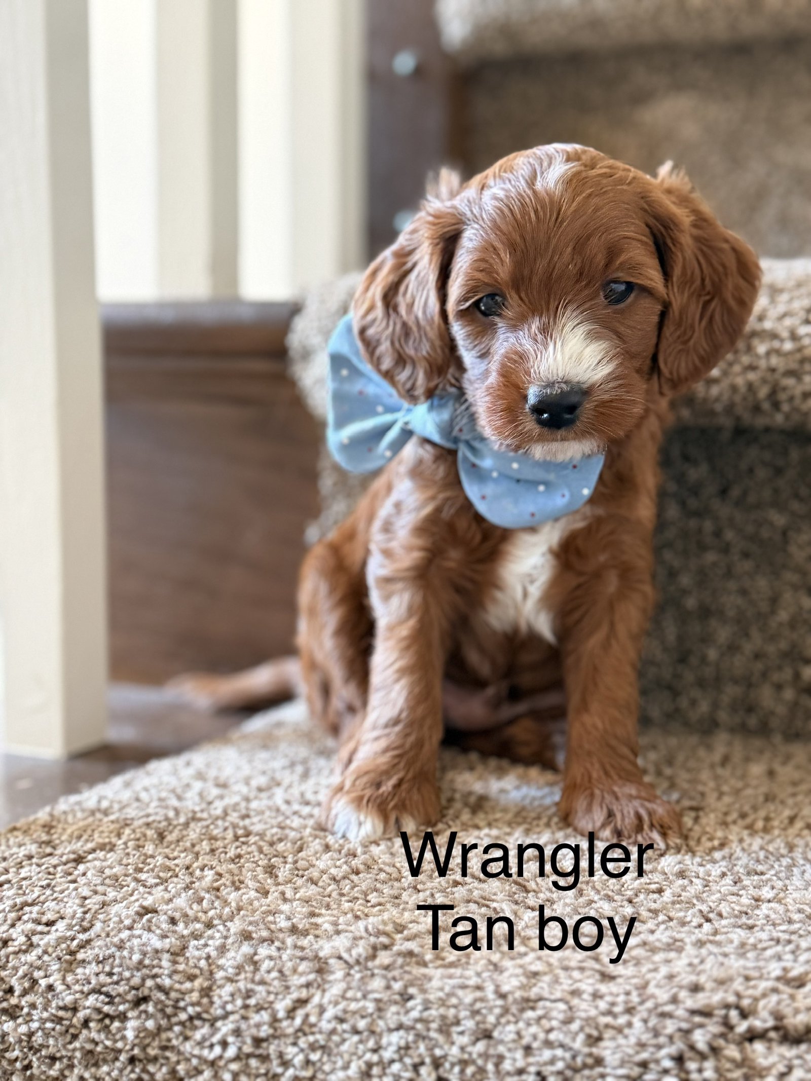 Wrangler
