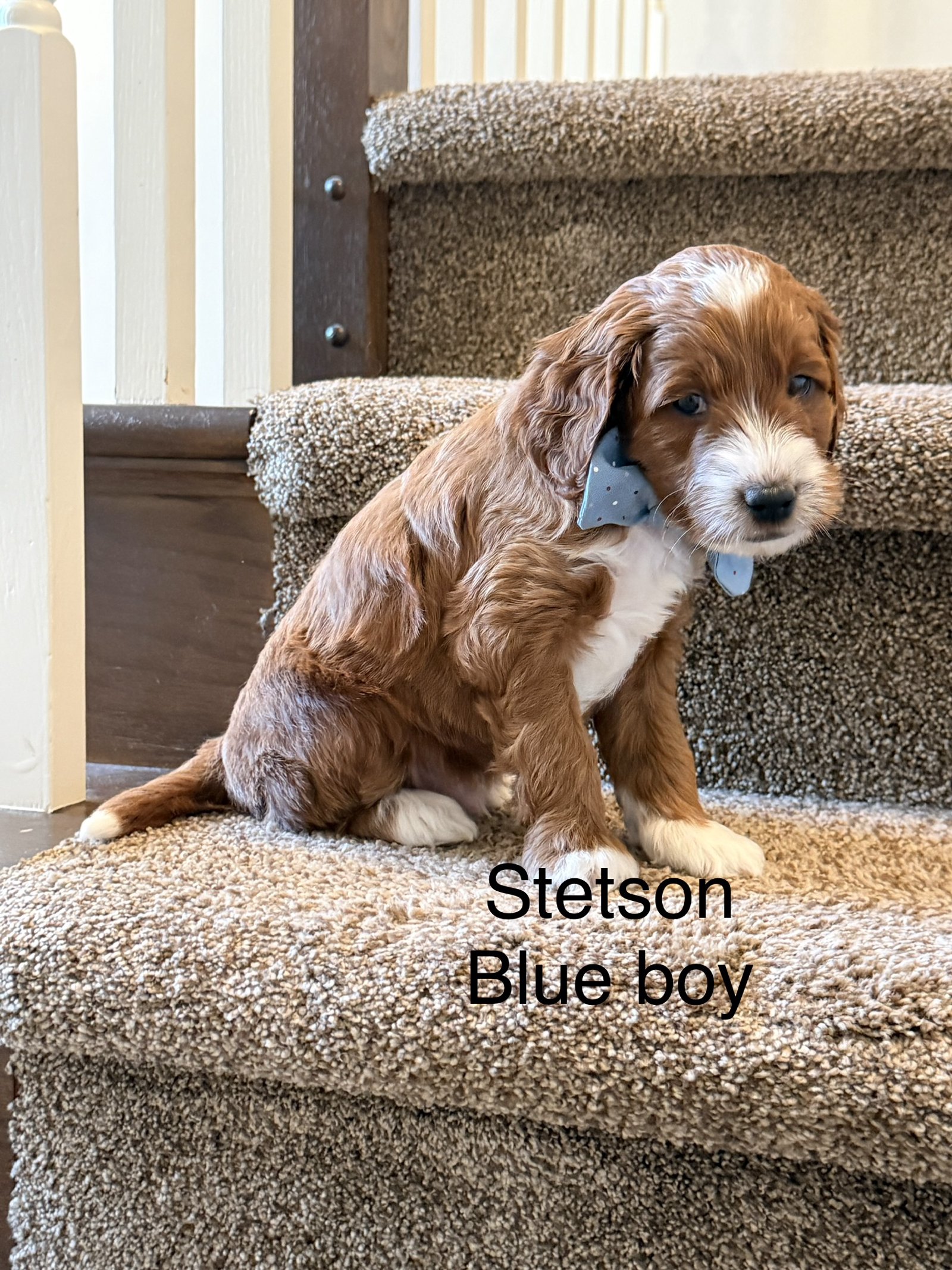 Stetson