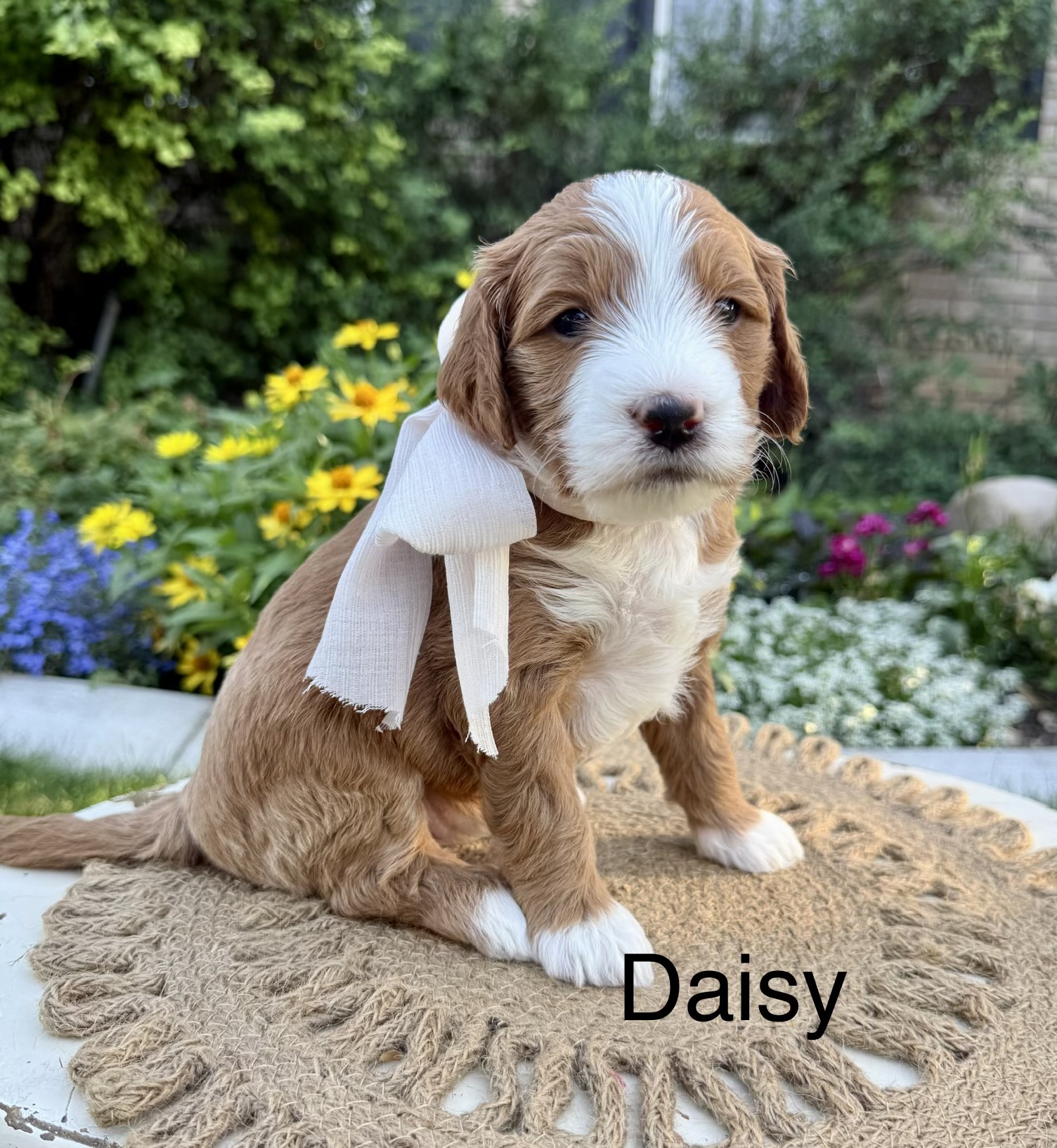 Daisy