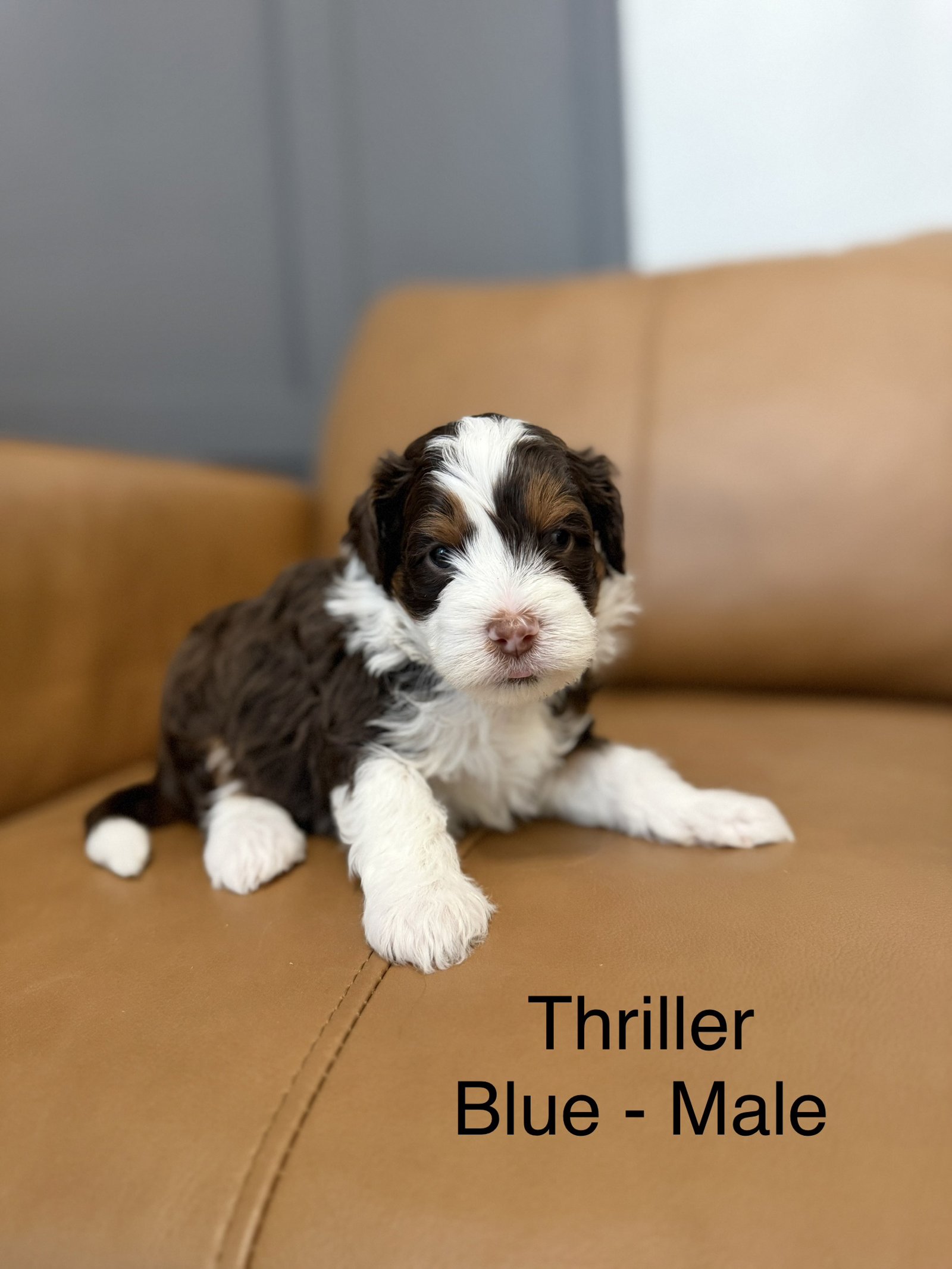 Thriller