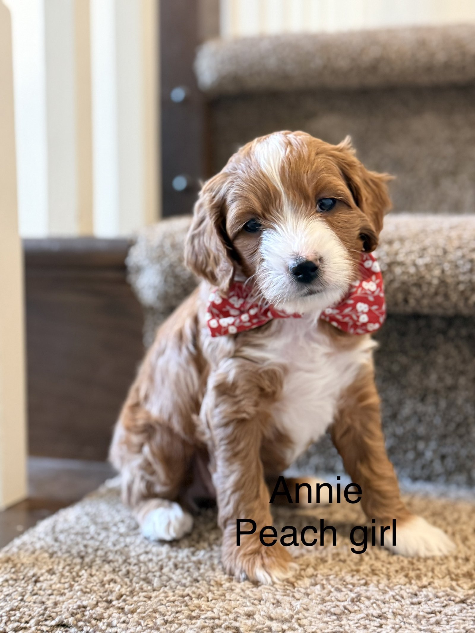 Annie