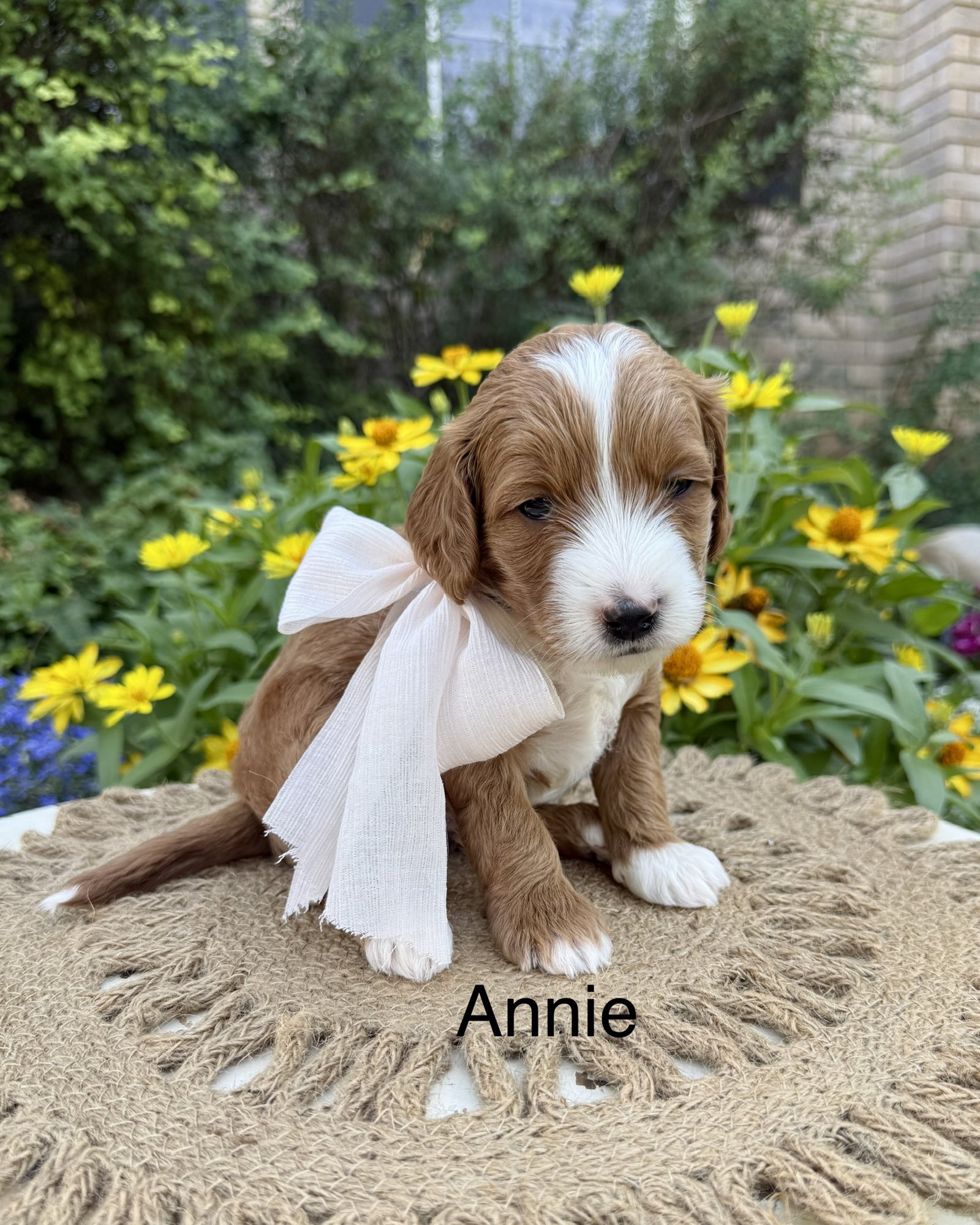 Annie