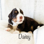 Daisy1