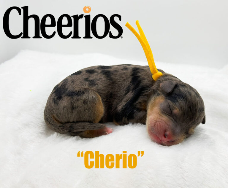 Cherio1
