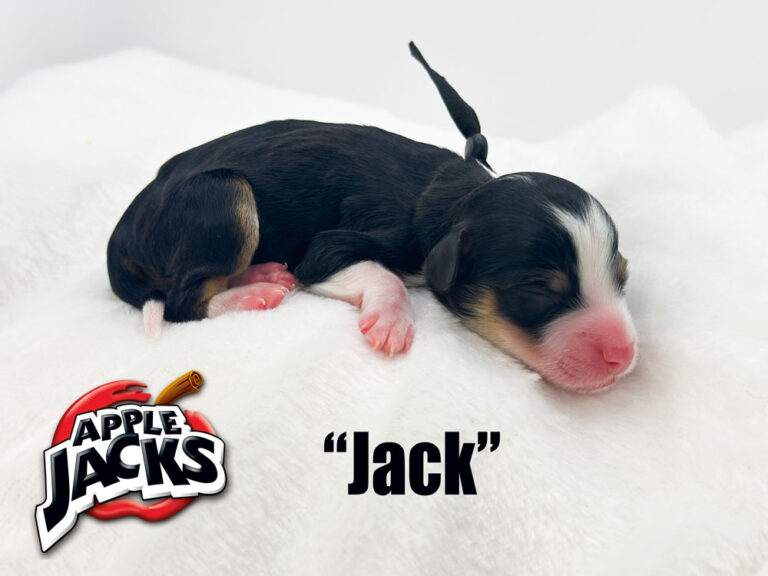 Jack2