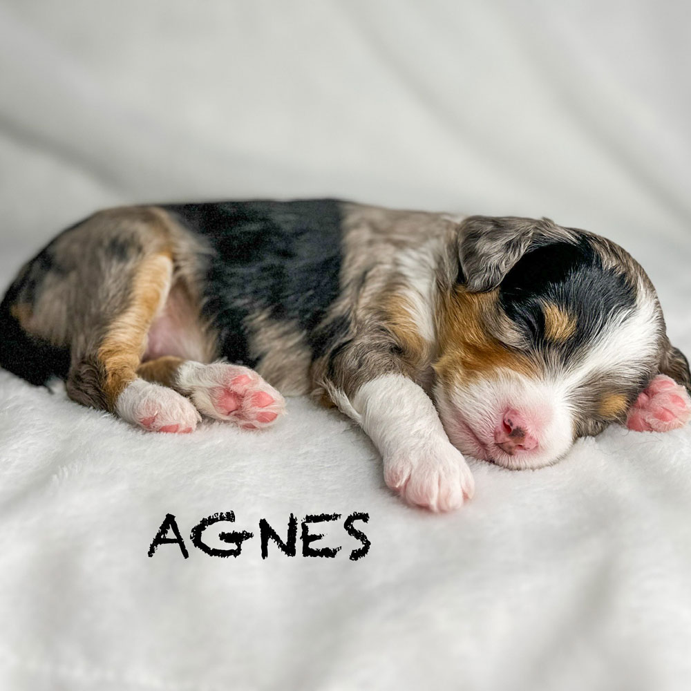 AGNES