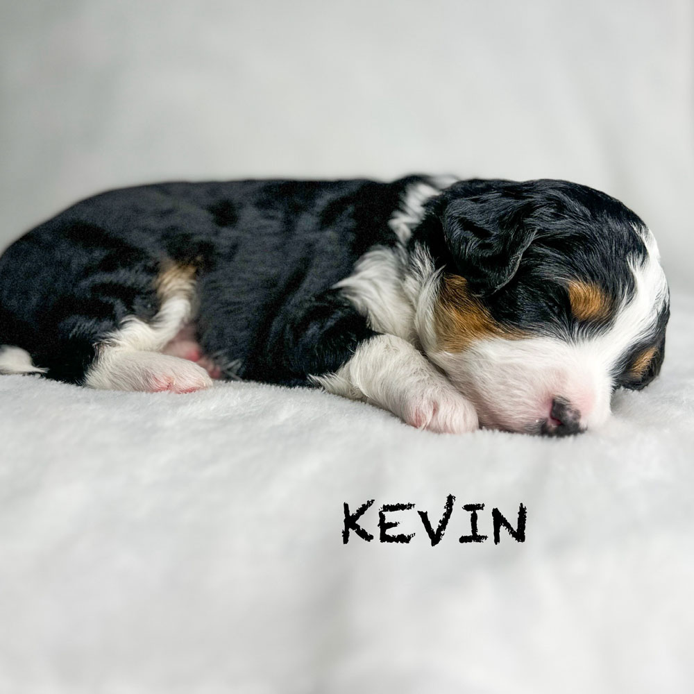 Kevin