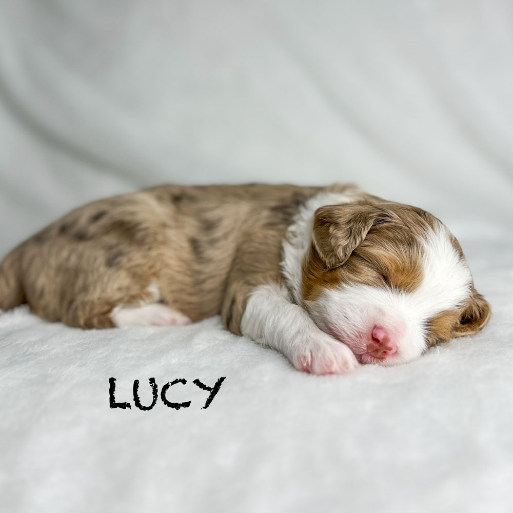 Lucy